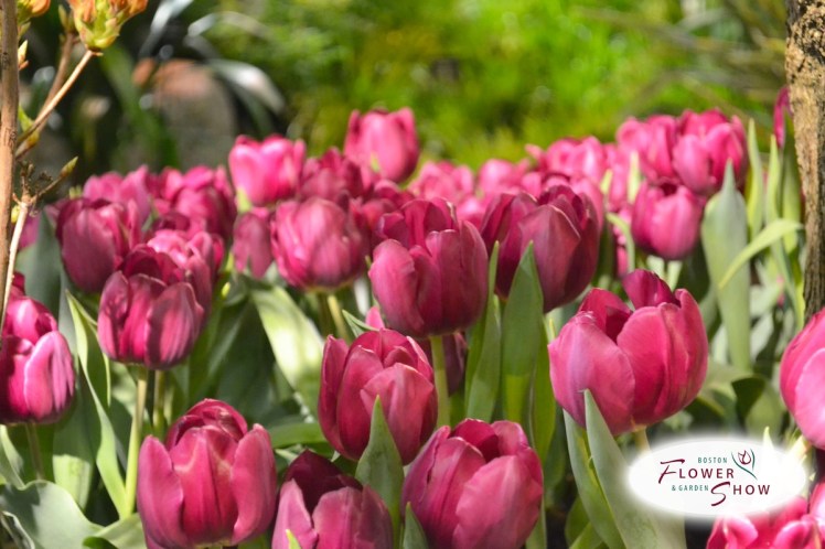 Boston Flower & Garden Show