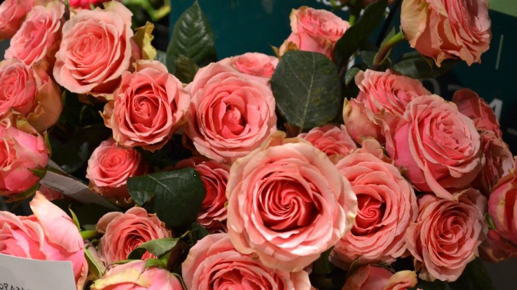 fresh cut roses