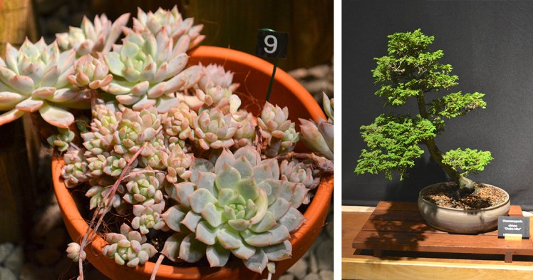 succulents and bonsai