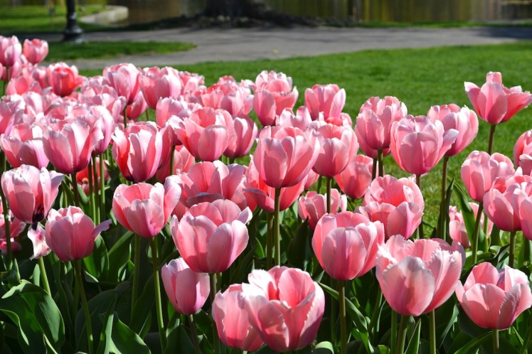 pink tulips
