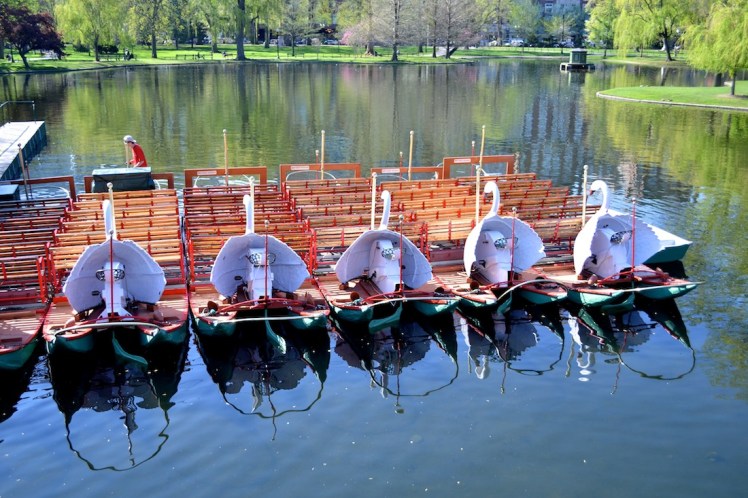 swan boats