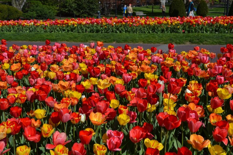 tulips in bloom