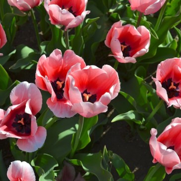 pink tulips