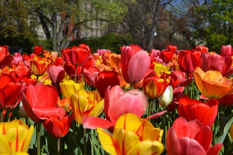 Boston tulips