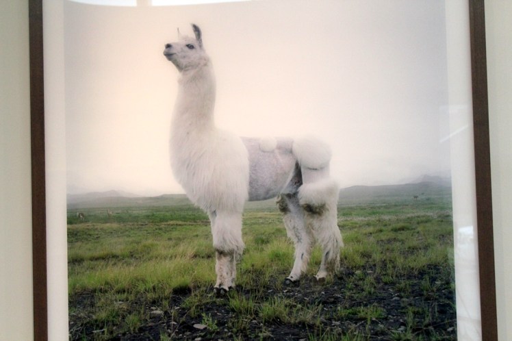 llama photograph