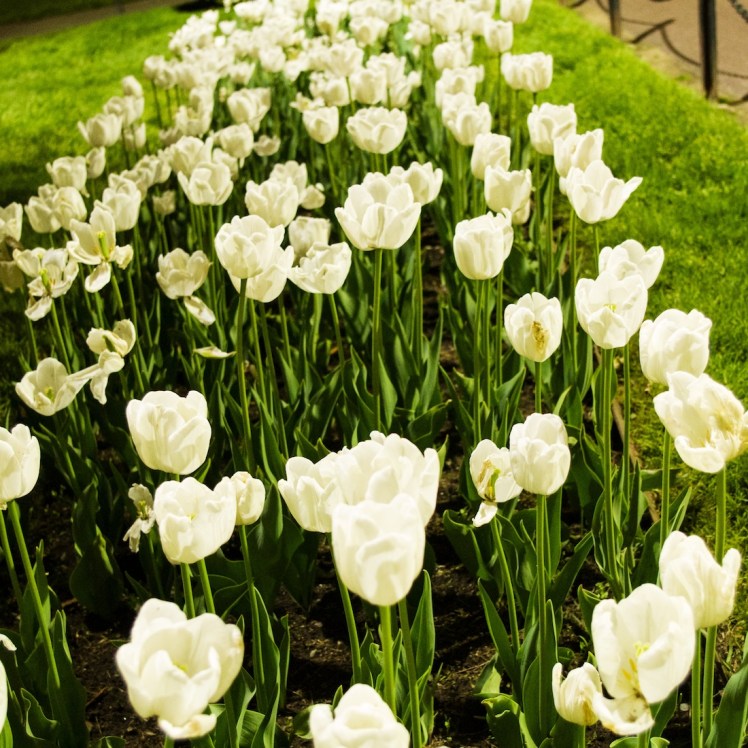 white tulips