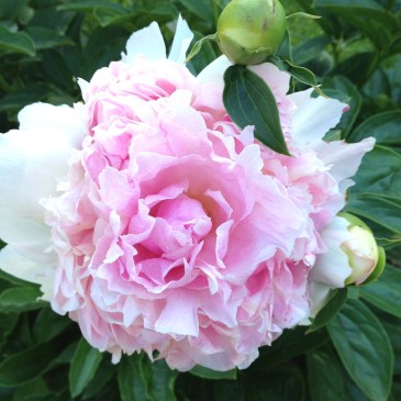 pink peony