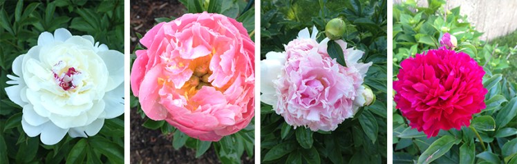 peony plants