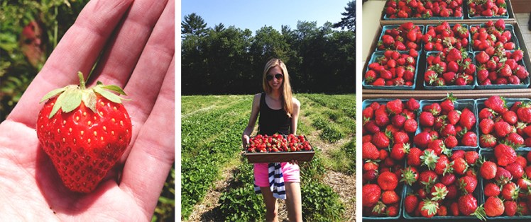 strawberry picking