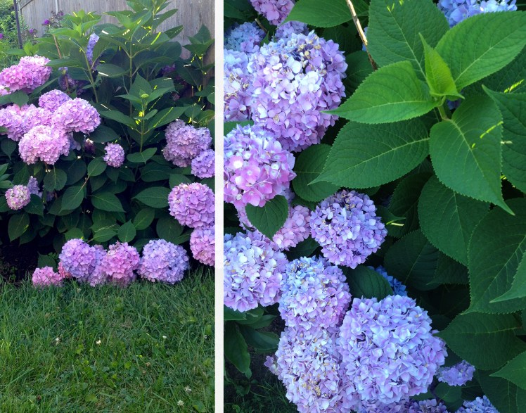blue hydrangea bush
