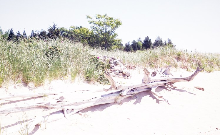 beach driftwood