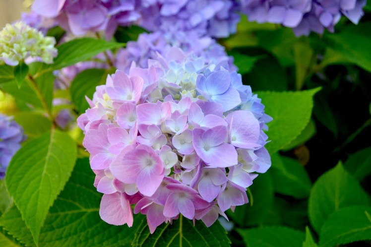 hydrangea bloom
