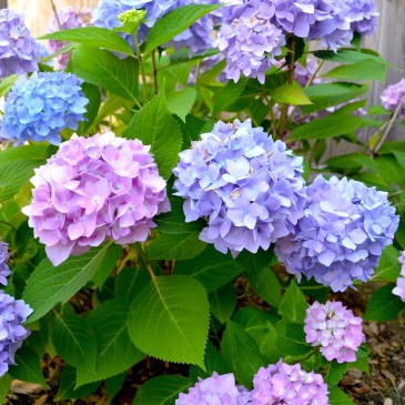 hydrangea plant