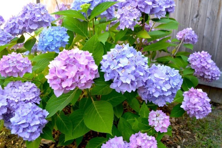 hydrangea plant