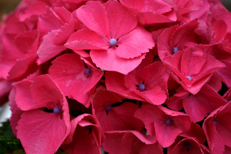 pink hydrangea