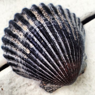 Outer Banks seashell