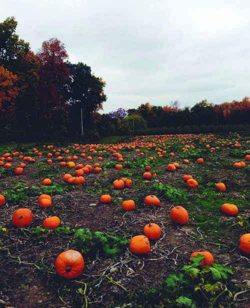 pumpkins