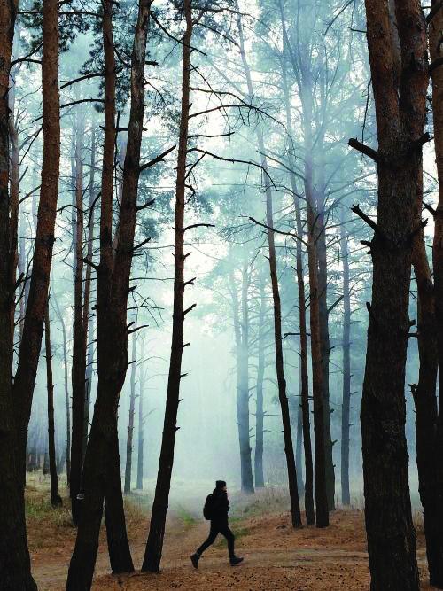 walk-through-the-woods