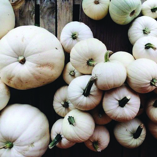 white-pumpkins
