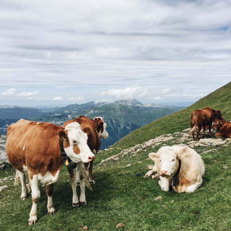 Processed with VSCO with a6 preset