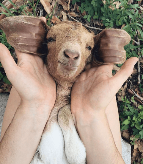 cutest_goat_ever