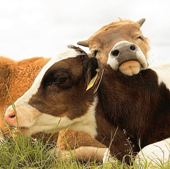 vegan_inspiration_cows