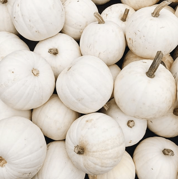 Wilson_Farm_white_pumpkins