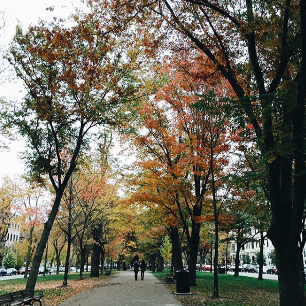 foliage_on_comm_ave_boston