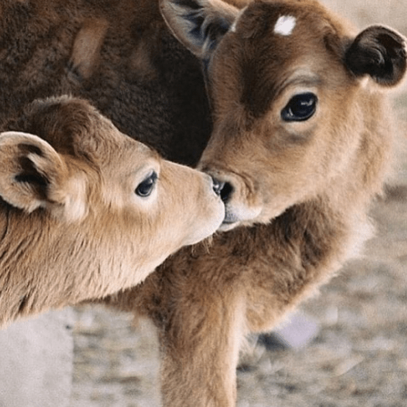 cow_cuddles